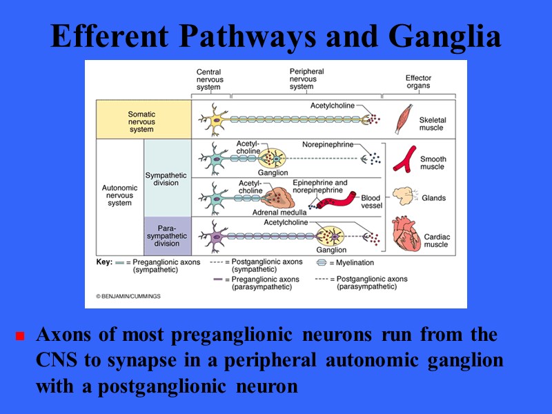 Efferent Pathways and Ganglia Axons of most preganglionic neurons run from the CNS to